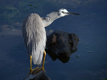 White faced heron.(Ardea novaehollandiae) - Free image #503529
